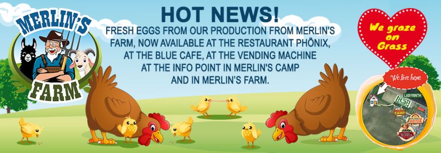 Eggs from Merlin's farm