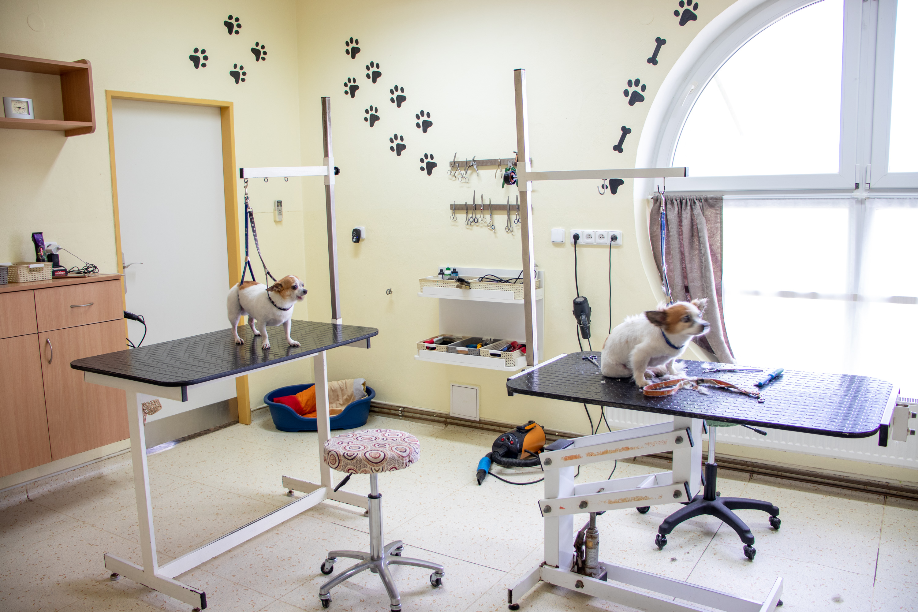 Dog salon Billy