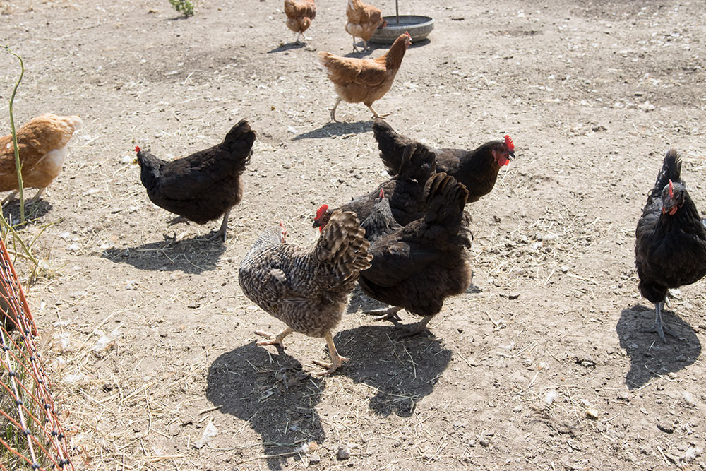 Eggs from Merlin's farm